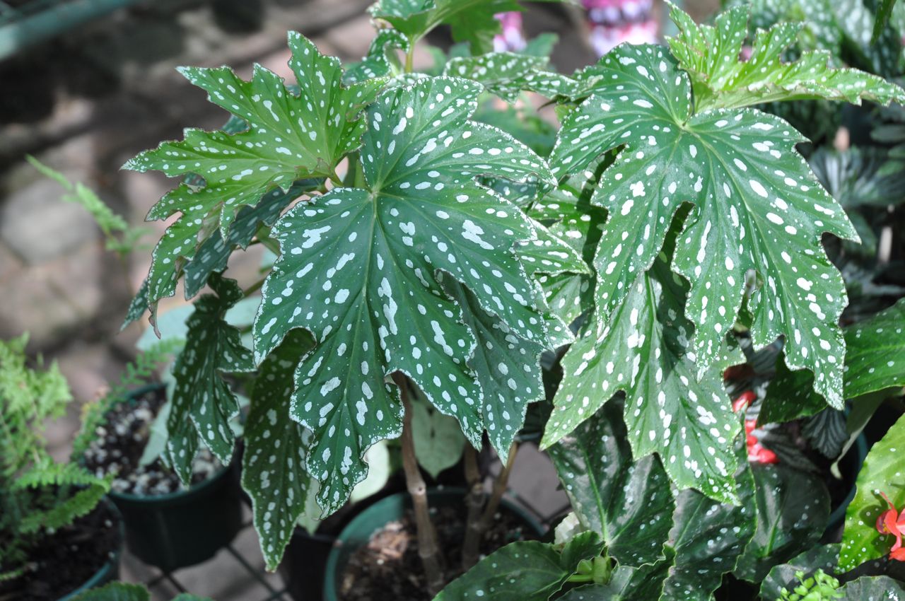 B. ‘Delizza’